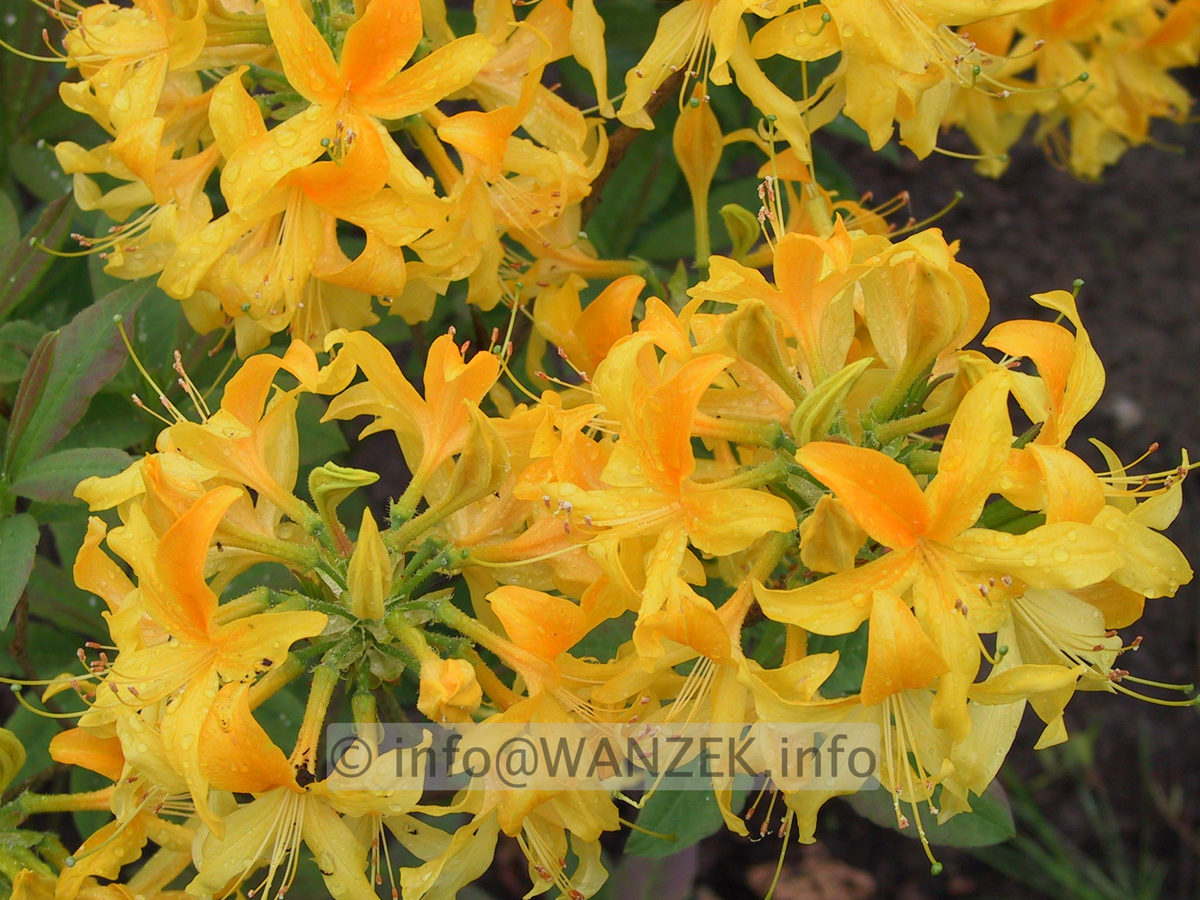 Azalea Golden Sunset3.JPG